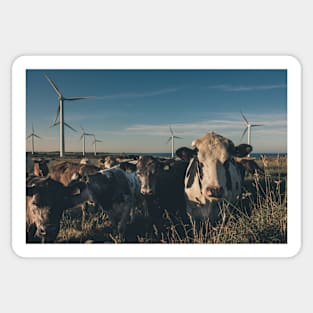 Carnsore Point Wind Farm Cows Sticker